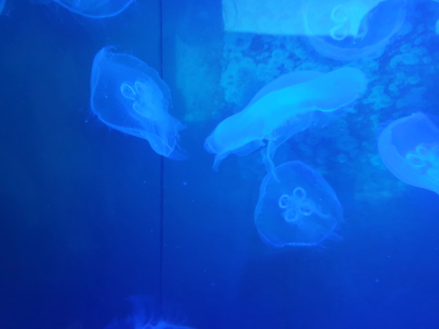 meduzy afrykarium zoo wrocław