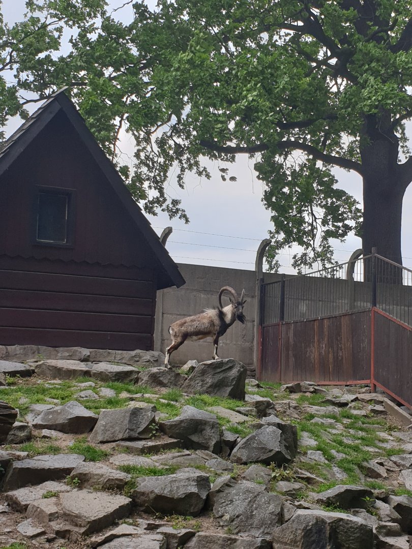 Muflon zoo wrocław