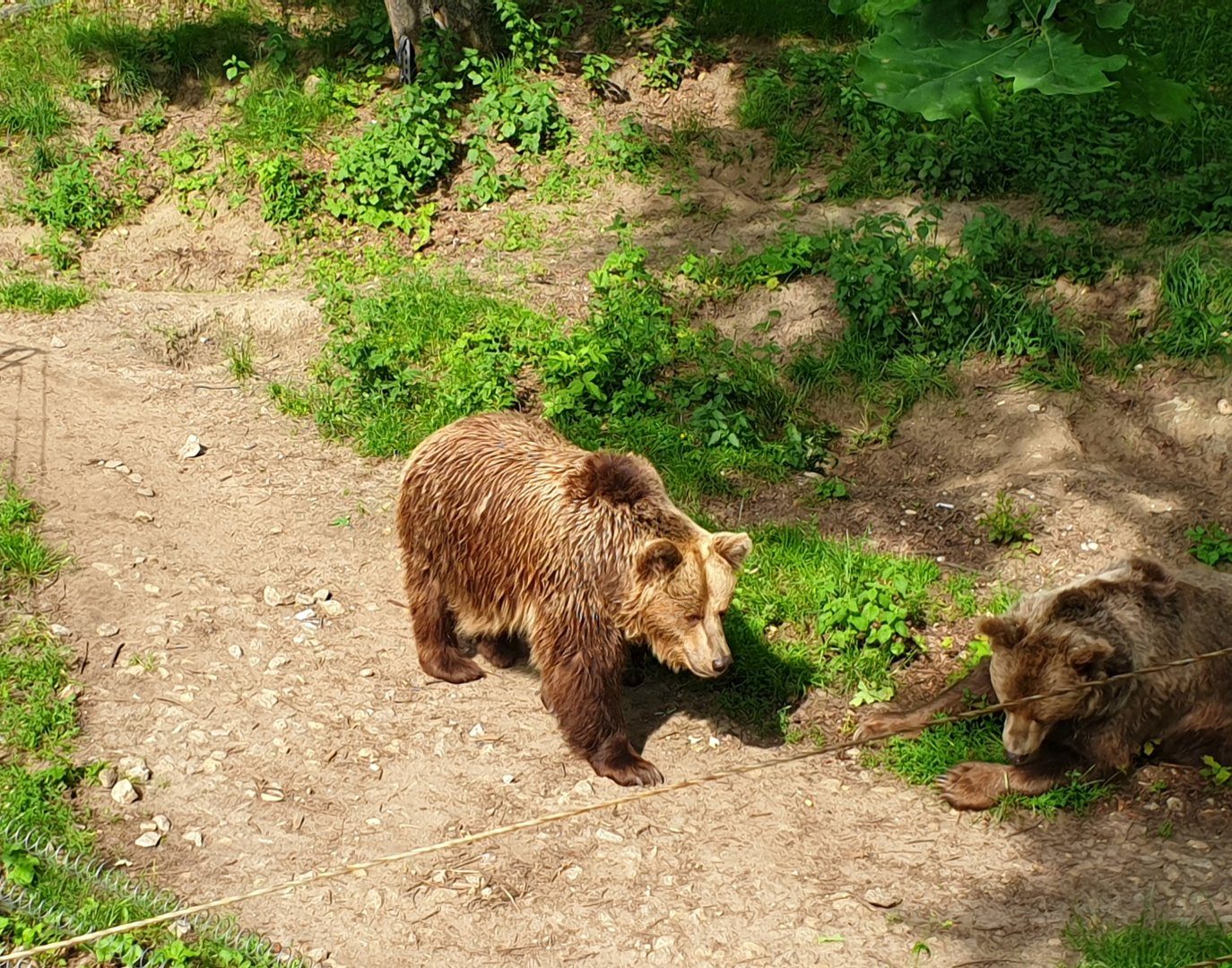 niedźwiedzie we Wrocławskim zoo