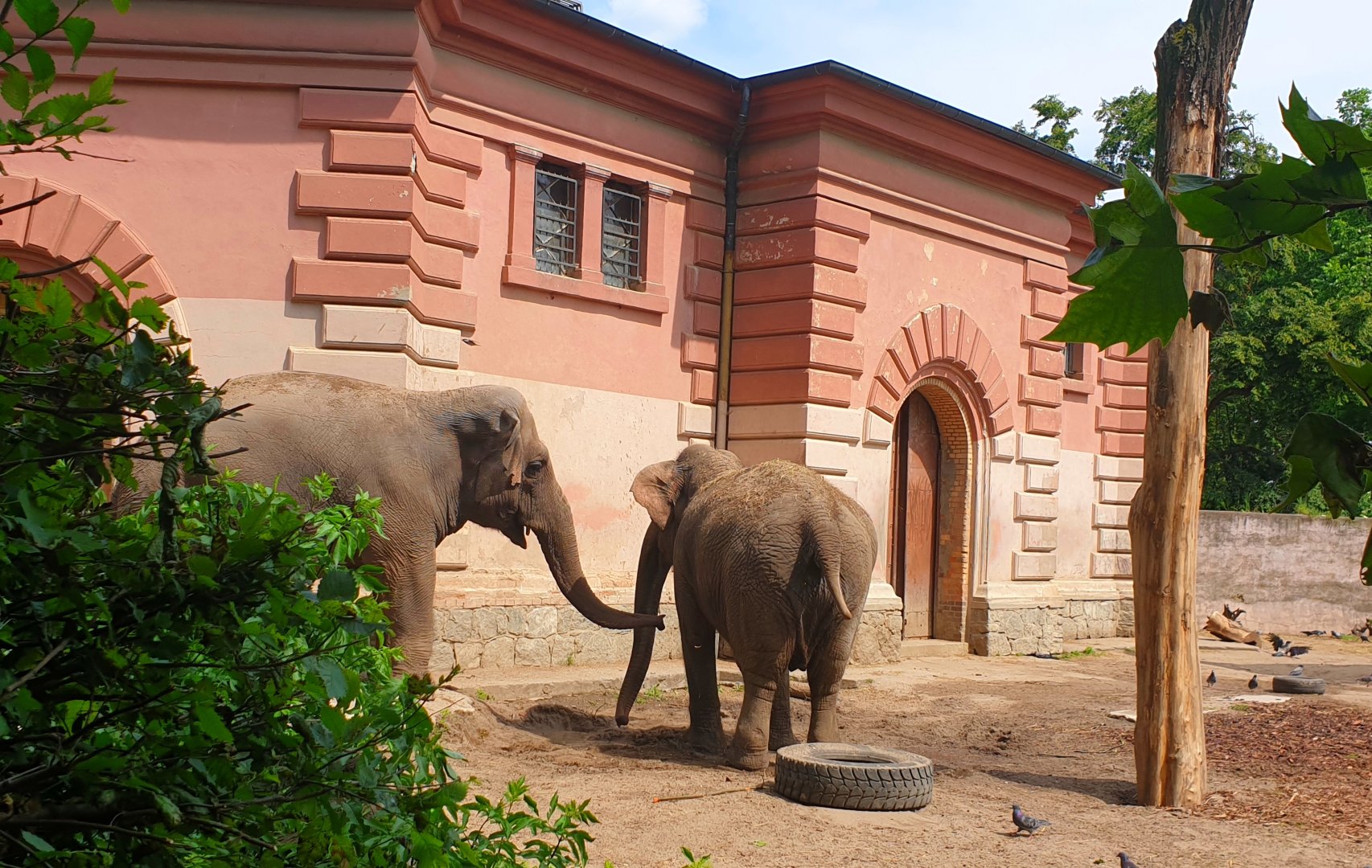 słonie zoo wrocław