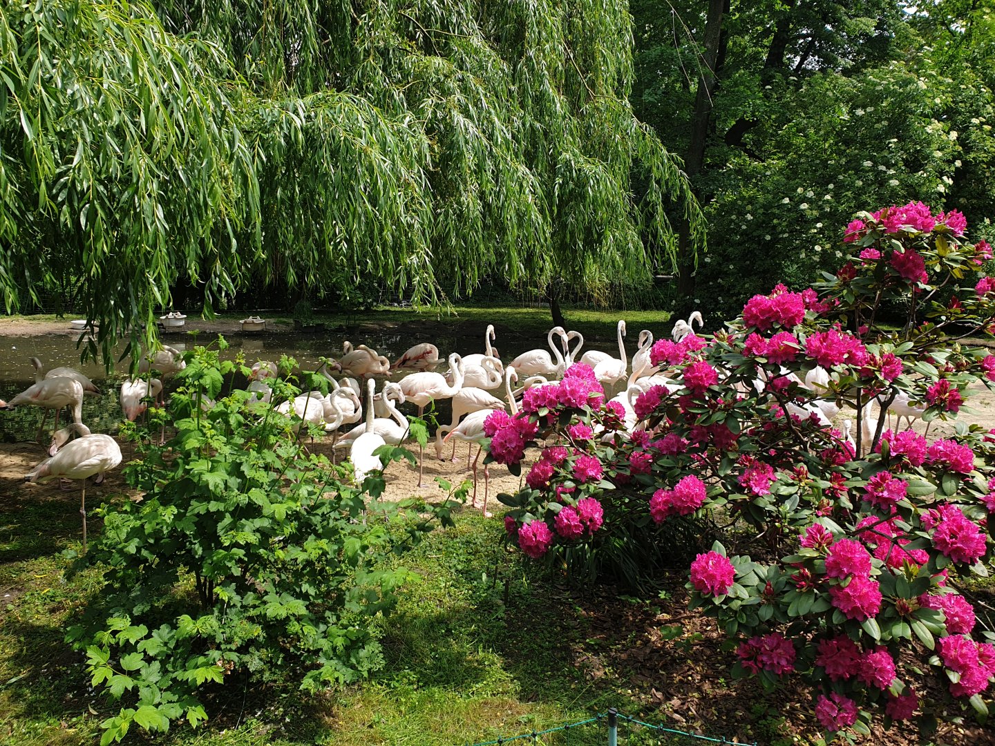 Zoo we Wrocławiu flamingi